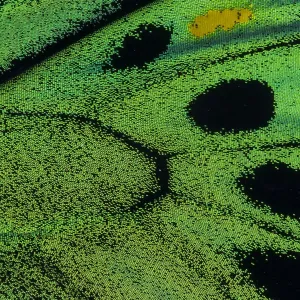 Extreme close-up of wing pattern of tropical butterfly Extreme close-up of wing pattern of tropical butterfly