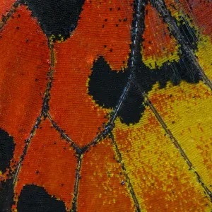 Extreme close-up of wing pattern of tropical butterfly Extreme close-up of wing pattern of tropical butterfly