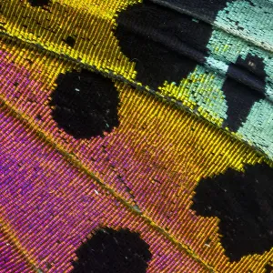 Extreme close-up of wing pattern of tropical butterfly Extreme close-up of wing pattern of tropical butterfly