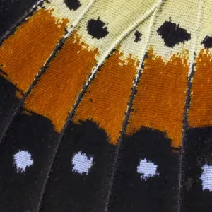 Extreme close-up of wing pattern of tropical butterfly Extreme close-up of wing pattern of tropical butterfly