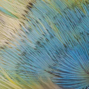 Vue rapprochée extrême du perroquet amazon de tête jaune (Amazona oratrix). Vue rapprochée extrême du perroquet amazon de tête jaune (Amazona oratrix).