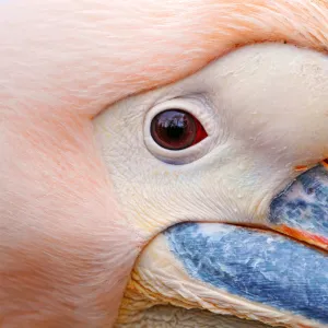 Extreme closeup of a pelican