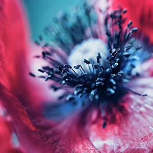 Extreme macro of a red poppy flower