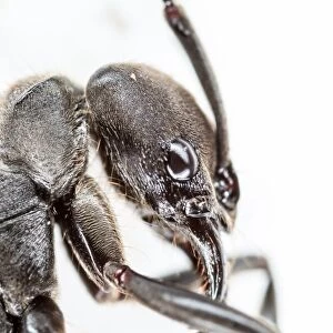 Extreme macro shot of ant