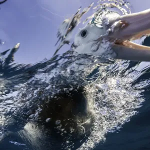 Vista extremadamente cercana de un albatros con cabeza marrón mientras inserta su pico en el agua, Nueva Zelanda. Vista extremadamente cercana de un albatros con cabeza marrón mientras inserta su pico en el agua, Nueva Zelanda.