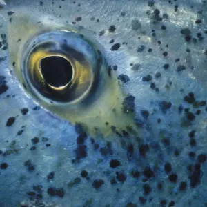 Eye of Blue Fin Trevally Eye of Blue Fin Trevally