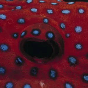 Eye of Coral Grouper Eye of Coral Grouper