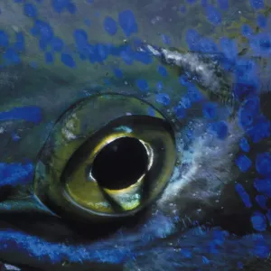 Eye of Dolphinfish Eye of Dolphinfish