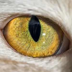 The eye of a domestic cat The eye of a domestic cat