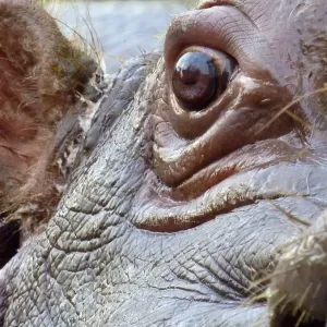 Eye of hippo Eye of hippo