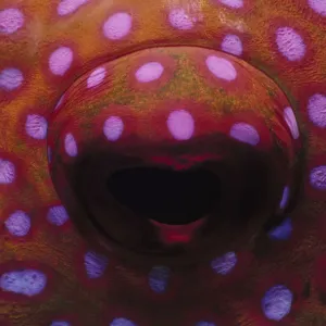 Eye of Lunartail Grouper Eye of Lunartail Grouper