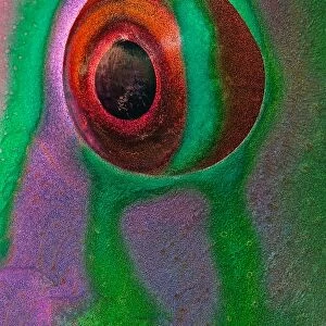 Eye of parrot-fish