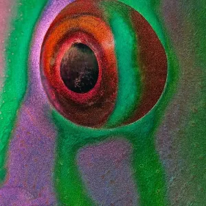Parrot-fish Eye Print, Thailand