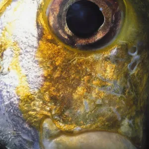 Eye of Porkfish Eye of Porkfish
