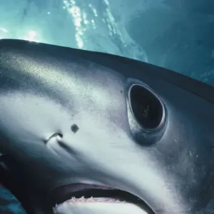 Eye of Thresher Shark Print Eye of Thresher Shark Print