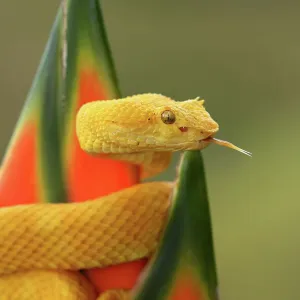 Eyelash pitviper (Bothriechis schlegeli) Costa Rica