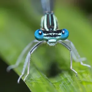 The Eyes The Eyes