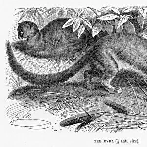 Eyra cat engraving 1894