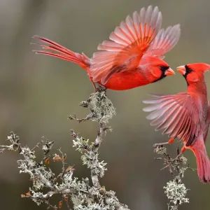 Northern Cardinal Print: Two Cardinals on a Native Branch in South Texas Northern Cardinal Print: Two Cardinals on a Native Branch in South Texas
