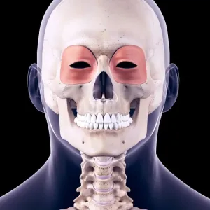 Facial muscles, illustration Facial muscles, illustration