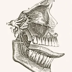 Nervios Faciales Ilustración Médica del Siglo XIX. Nervios Faciales Ilustración Médica del Siglo XIX.