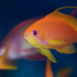 Fairy Basslet Print