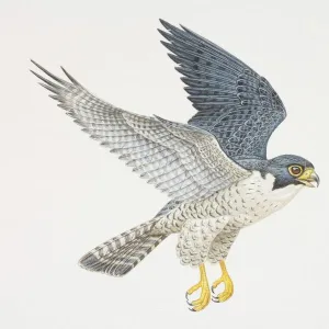 Falco peregrinus, Peregrine Falcon in flight, side view