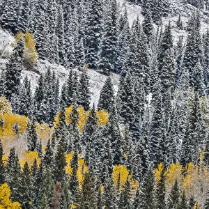 Fall colors with dusting of snow, Crested Butte, Colorado, USA