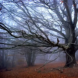 Fall. Tree without leaves in the mountains w / fog