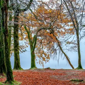 Fall Trees Along Loch Oich near Invergarry Scotland Fall Trees Along Loch Oich near Invergarry Scotland