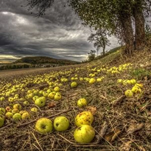 Fallen fruit in autumn, apples, Thuringia, Germany