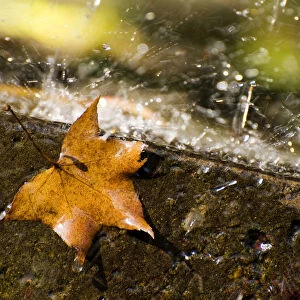 Fallen maple leaf on a rainy day