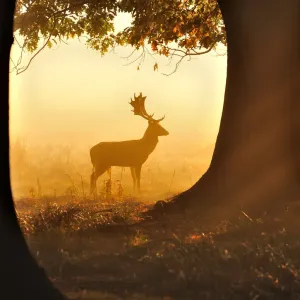 Fallow Deer Fallow Deer