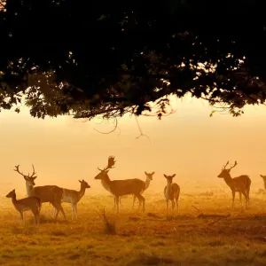 Fallow Deer Fallow Deer