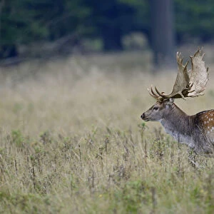Fallow Deer -Dama dama-, Denmark