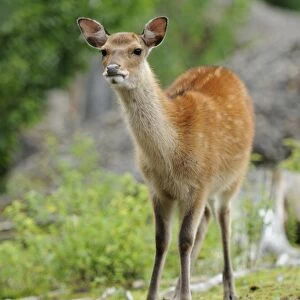 Fallow Deer (Dama dama), roe