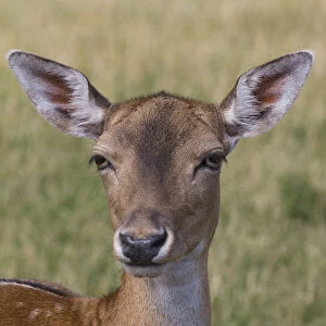 Fallow Deer -Dama dama- in Skandinavisk Dyrepark or Scandinavian Wildlife Park, Jutland, Denmark