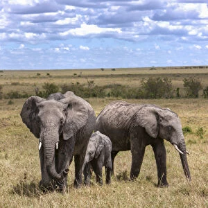 Family of African Bush Elephants -Loxodonta africana-, Masai Mara National Reserve, Kenya, East Africa, Africa, PublicGround