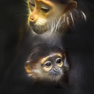 Family of Red-shanked douc langur