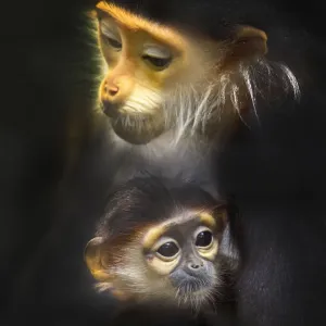 Red-shanked Douc Langur Family Print Red-shanked Douc Langur Family Print