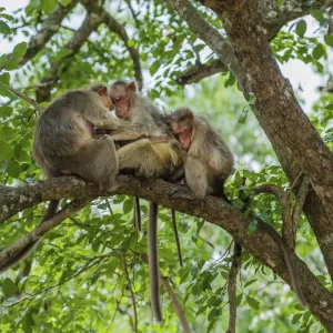 Family of rhesus monkeys -Macaca mulatta-, Mudumalai Wildlife Sanctuary, Tamil Nadu, India Family of rhesus monkeys -Macaca mulatta-, Mudumalai Wildlife Sanctuary, Tamil Nadu, India
