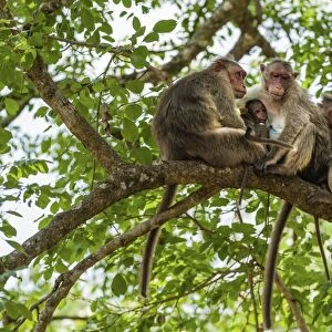 Family of rhesus monkeys -Macaca mulatta- with young, Mudumalai Wildlife Sanctuary, Tamil Nadu, India