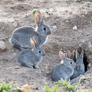 Family of small rabbits close to his burrow monitored closely over his mother. ( Species Oryctolagus cuniculus. )