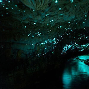 Famous glowworm cave, New Zealand