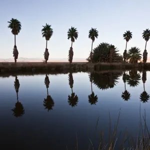 Fan Palms Print at Lake Tuendae Oasis Fan Palms Print at Lake Tuendae Oasis
