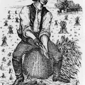 Farmer Husks Corn On Cornfield Farmer Husks Corn On Cornfield