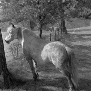 A Farmers Pony Print A Farmers Pony Print