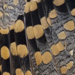 Greater Painted Snipe Feather Print Greater Painted Snipe Feather Print