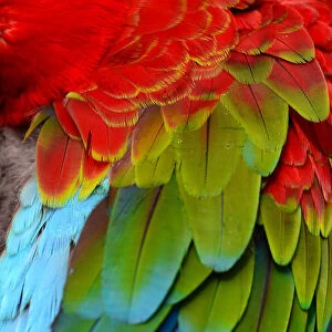 Feather detail of Macaw have Multicolored Blue, Green and Red