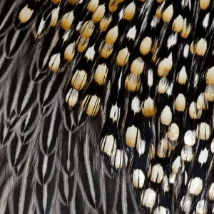 Feather, Pattern, Design, Colorful, Structure Feather, Pattern, Design, Colorful, Structure
